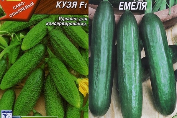 cucumber seeds emelya and kuzya