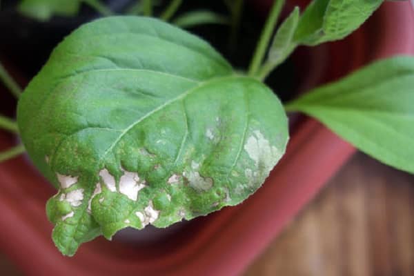 niedrigere Temperaturen