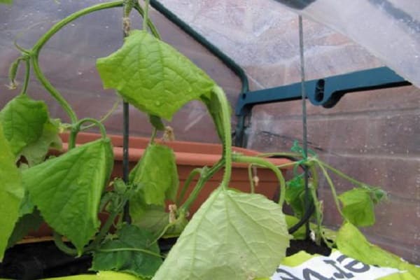 Gemüse wiederbeleben