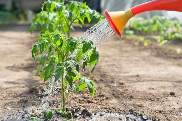 arrosage de la tomate
