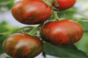 Caractéristiques et description de la variété de tomate Striped Flight, avis de jardiniers