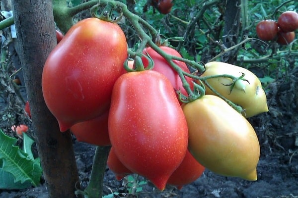 toutes les recommandations