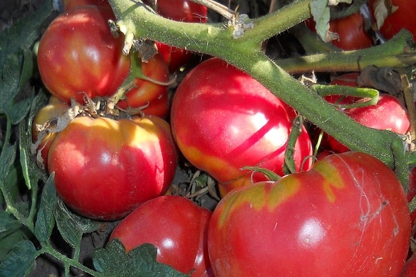 maturité biologique