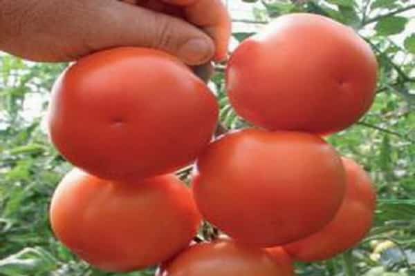 analyse des variétés