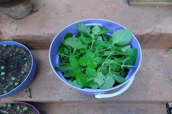 Top Dressing mit Tropf