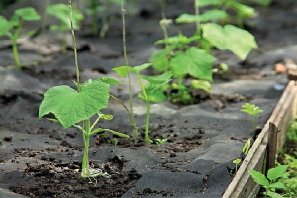 unter den Film passen