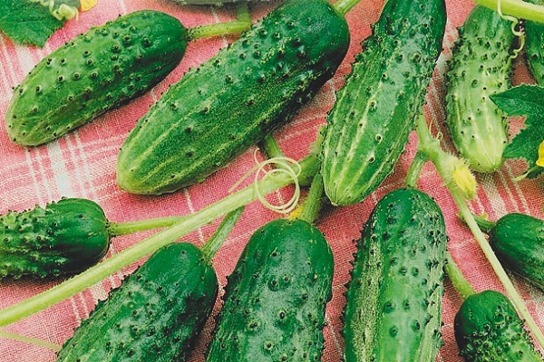 reiche Produktivität