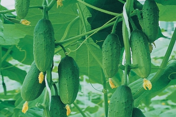 variétés parthénocarpiques