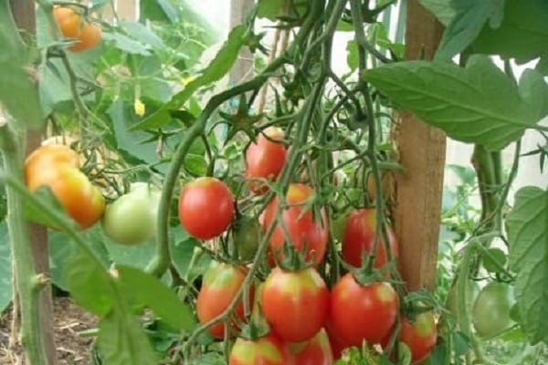 variété semi-déterminée