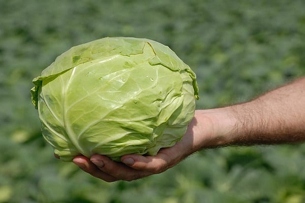 grade résistant au froid