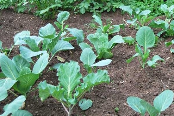 méthode sans pépins