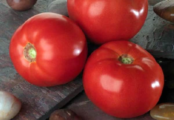 Tomate Bella sur la table