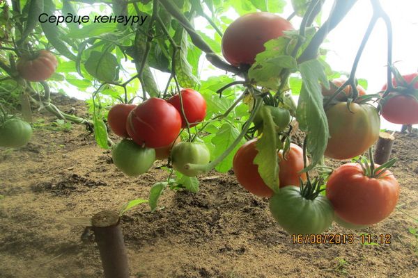 coeur de kangourou de tomate