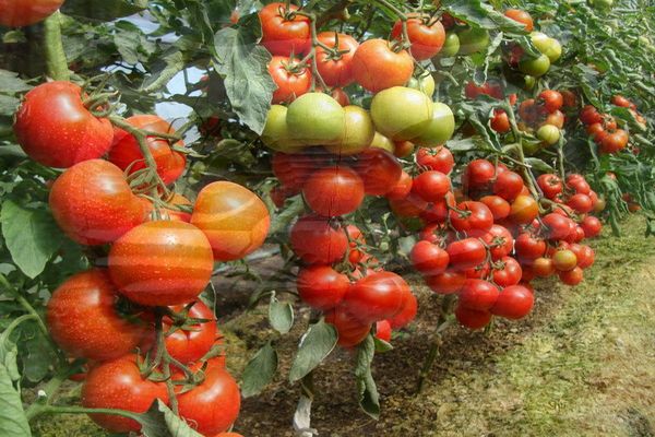 Tomaten im Boden