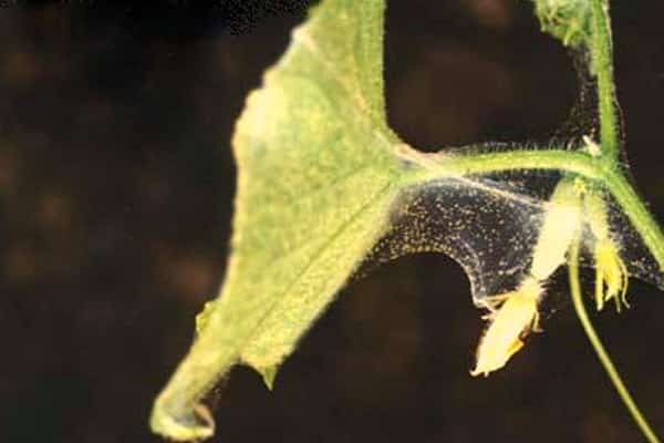 bei hoher Temperatur