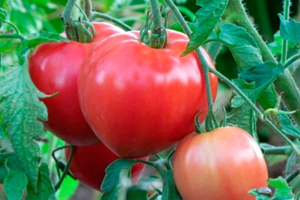 Buissons de tomates Juliette
