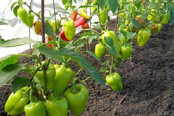 vorbeugende Methoden