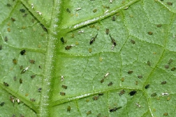 bekämpfe Blattläuse