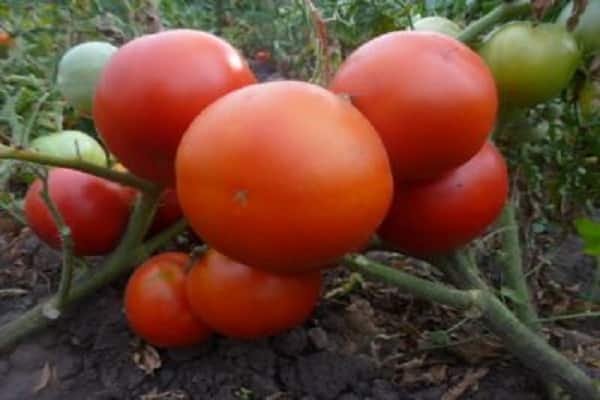 positive Bewertungen