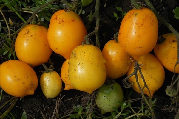tomates mûres