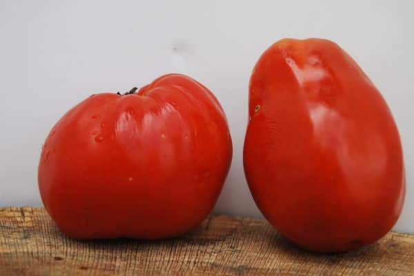Große Tomaten