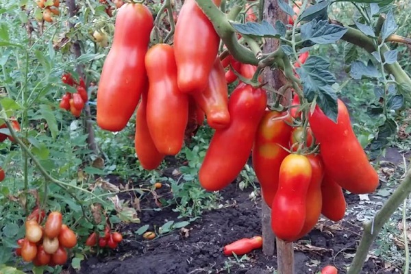 récolte et application