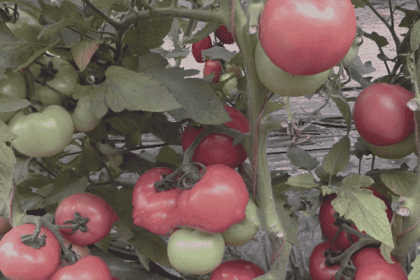 caractéristiques des fruits