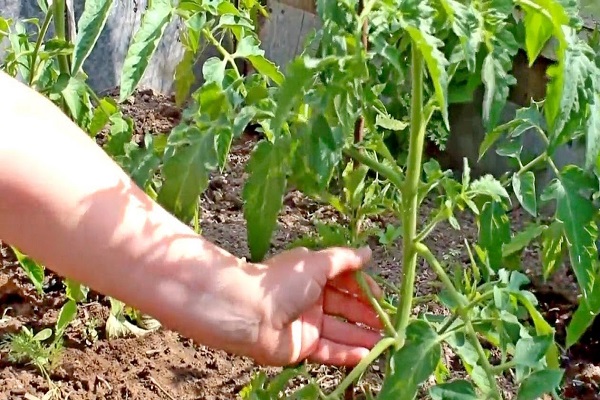 wachsende Empfehlungen