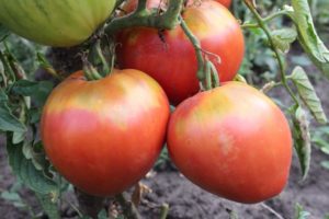 Description de la variété de tomate Freken Bock, recommandations de culture et avis des jardiniers