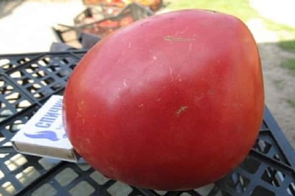 befeuchten Sie den Boden