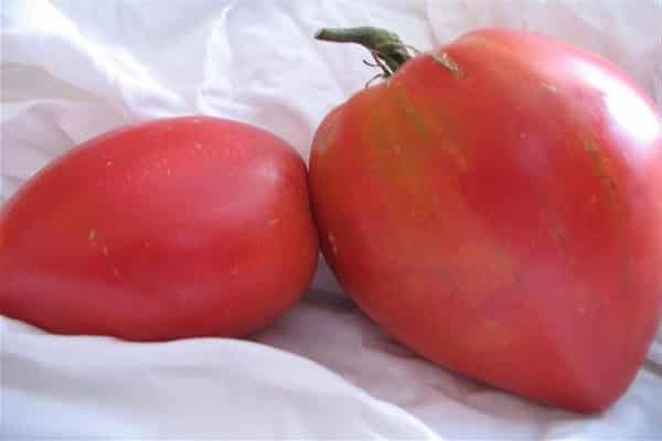 Kultivierungserfahrung