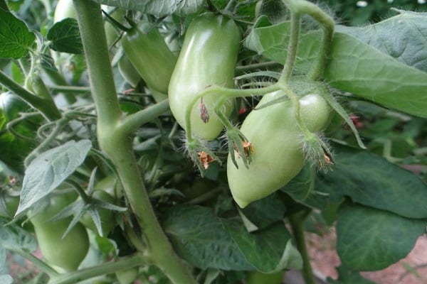 traitement de la maladie