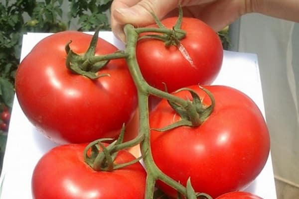 Strumpfbänder und Prisen