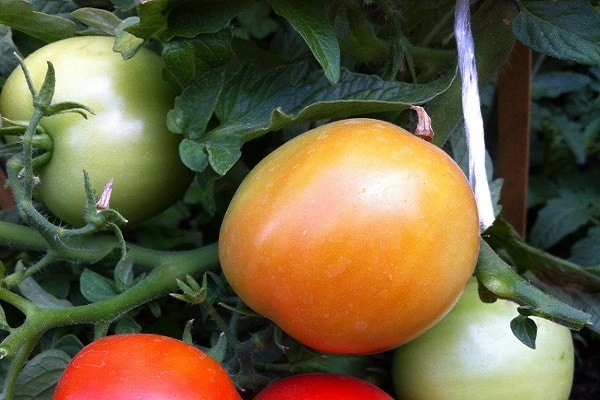 glatte Tomaten