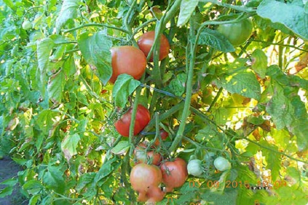 divisé pour plus de commodité