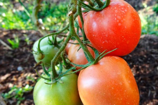 récolte et application