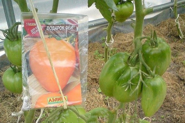 mittelgroße Früchte