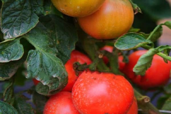 überträgt Transport