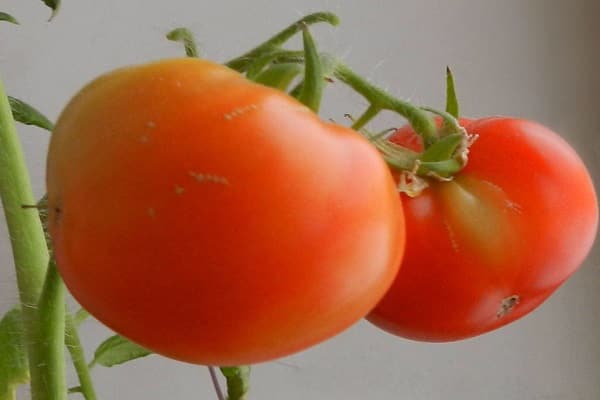 positive Eigenschaften