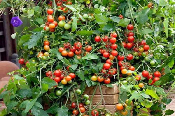 cascade de tomates
