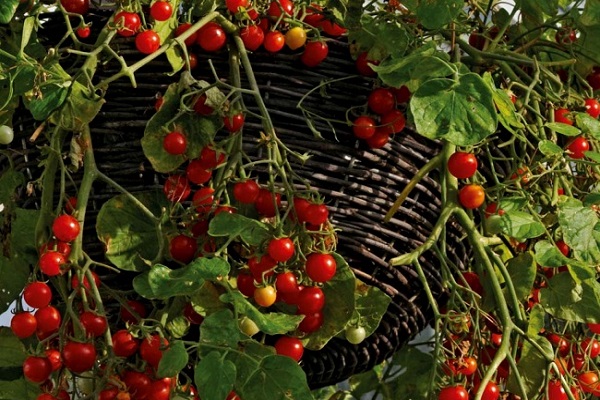 arroser périodiquement