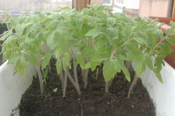 Seedling tomato