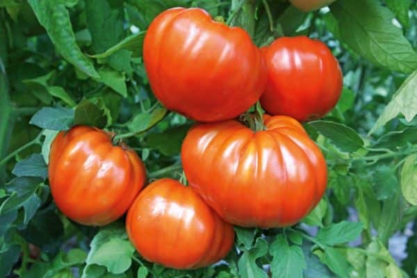 Ripe tomatoes