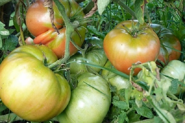 chute de température