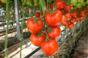 Les meilleures variétés de tomates en pleine terre dans la région de Nizhny Novgorod