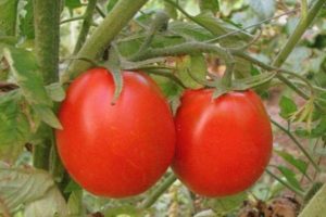 Description de la variété de tomate Succès, caractéristiques et recommandations pour la culture