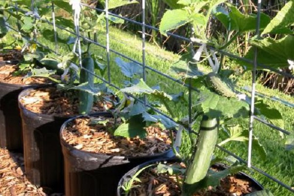 ursprünglicher Garten