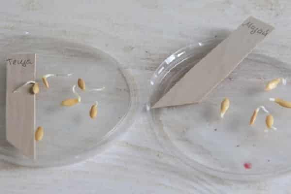 im Boden vorbereitet