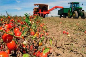 How to properly grow and care for tomatoes in the open field in the Moscow region