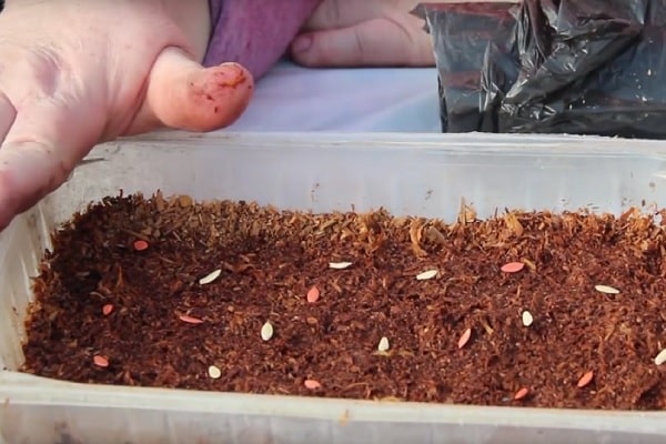 Wähle einen Container